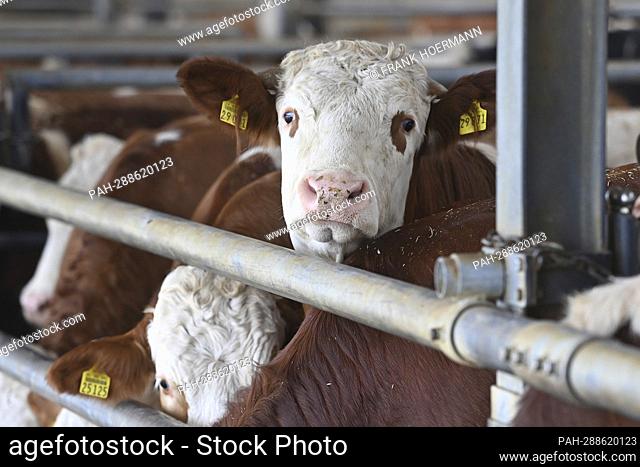 Oxen (about 24 months old) in stables, playpen while eating, feed, hay. - Pfaffenhofen an der Glonn/Bayern/Deutschland