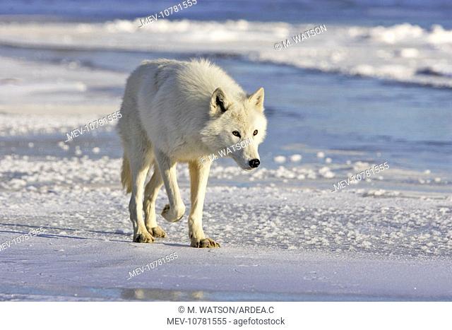 Arctic Wolf (Canis lupus arctos)