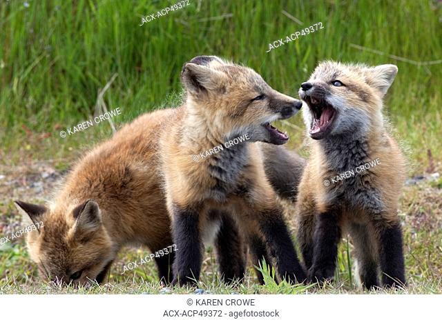Wild Red Fox Kits, Vulpes vulpes, San Juan Island National Historical Park, San Juan Island, Washington State, United States of America