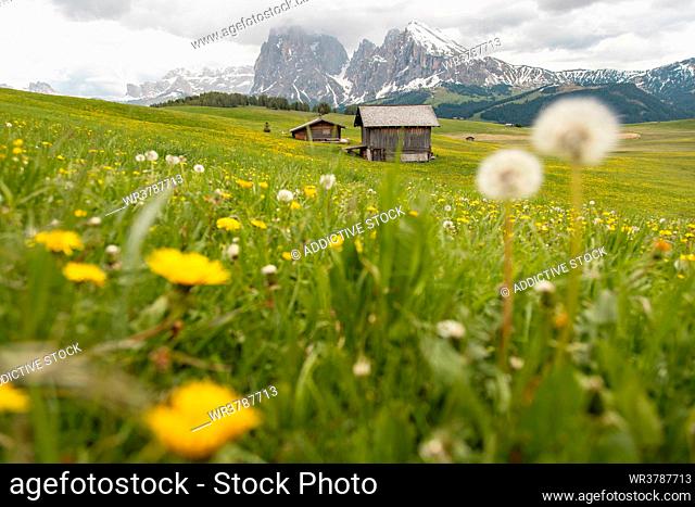 hut, mountain meadow, alpine