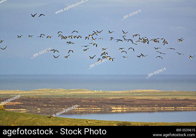 Barnacle Goose (Branta leucopsis) flock, in flight, Loch Gorm, Islay, Inner Hebrides, Scotland, United Kingdom, Europe