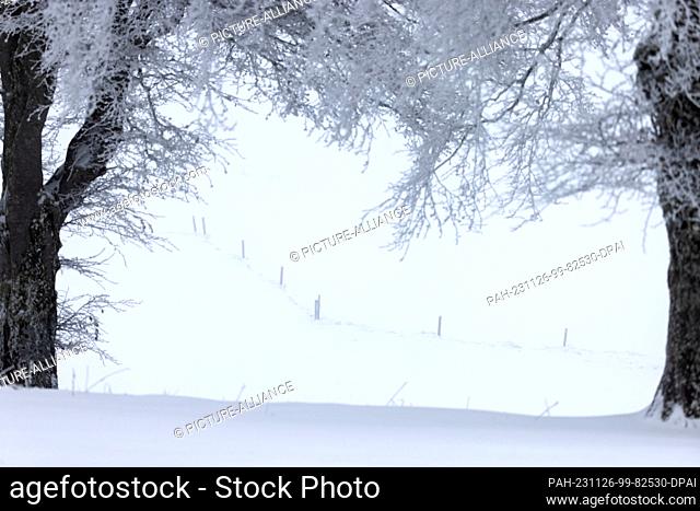 26 November 2023, Baden-Württemberg, Oberried: Fence posts stand on a snow-covered meadow while two snow-covered trees can be seen in the foreground
