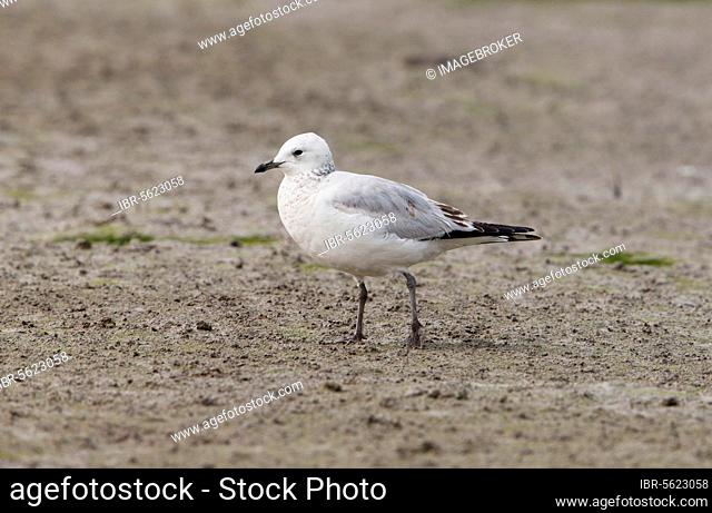 Relict Gull (Ichthyaetus relictus) immature, first winter plumage, walking on mud, Mai Po, New Territories, Hong Kong, China, Asia