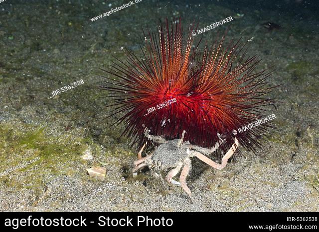 Carry Crab and Red Sea Urchin, Lembeh Strait, Sulawesi, Indonesia (Dorripe frascone) (Astropyga radiata)