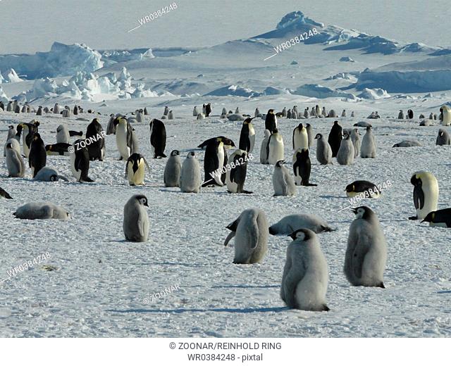 Emperor Penguin, Antarctica