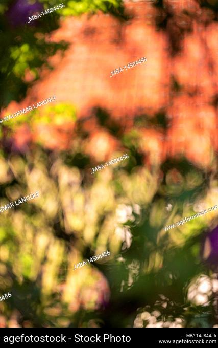 Garden landscape, plants, blur, bokeh, dreamy, background from nature
