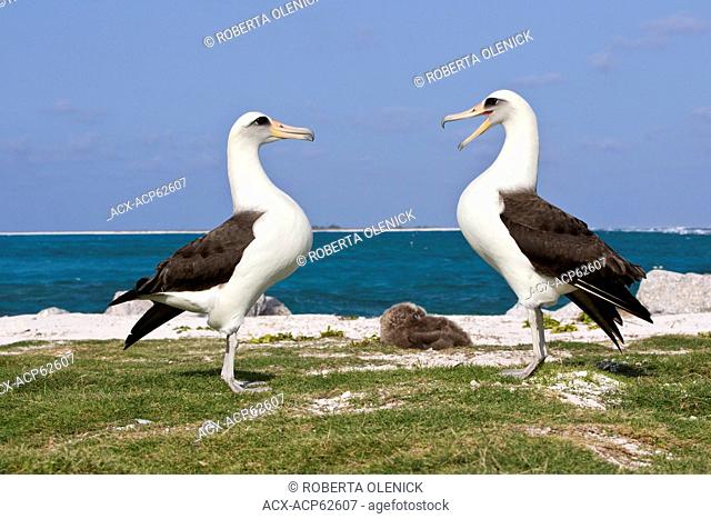 Laysan albatross (Phoebastria immutabilis), courtship, Sand Island, Midway Atoll National Wildlife Refuge, Northwest Hawaiian Islands