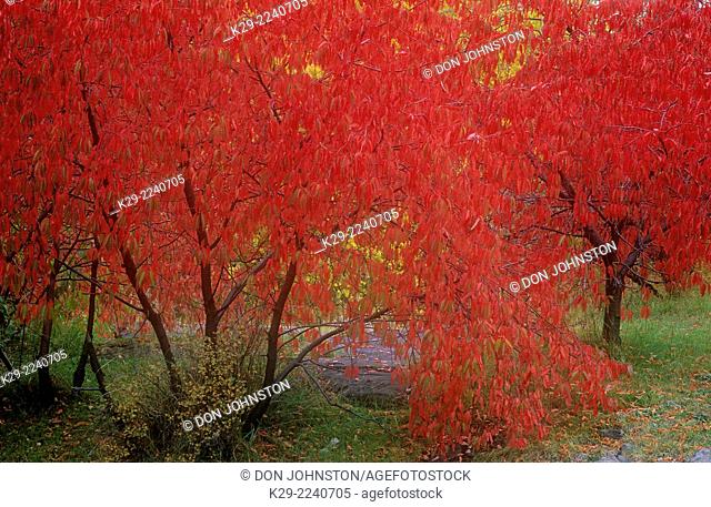 Pin cherry (Prunus pensylvanica) Autumn foliage (double exposure) , Greater Sudbury, Ontario, Canada