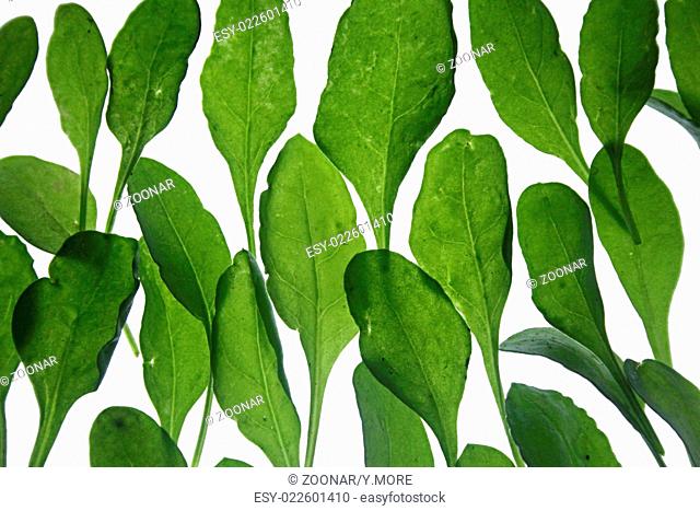 Spinach, Spinacia oleracea