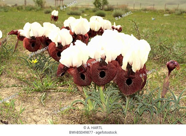 bearded iris (Iris elegantissima, Iris iberica ssp. elegantissima), group of blooming plants, Turkey, East Anatolia, Ararat, Dogubayazit