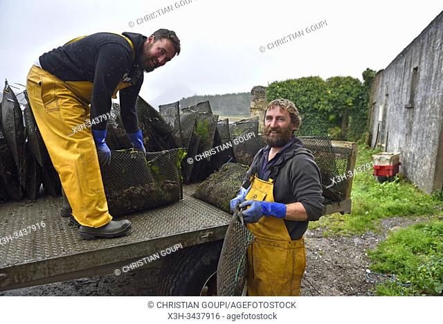 employees of Connemara Oyster Farm, Ballinakill Bay, Letterfrack, County Galway, Connemara, Republic of Ireland, North-western Europe