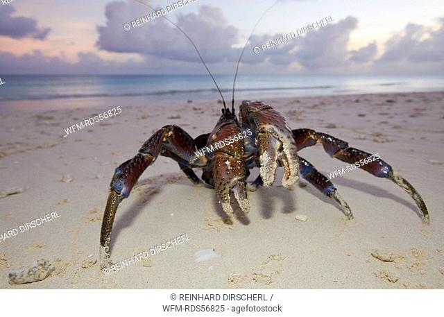 Coconut Crab, Robber Crab at Bikini Beach, Birgus latro, Bikini Atoll, Micronesia, Pacific Ocean, Marshall Islands