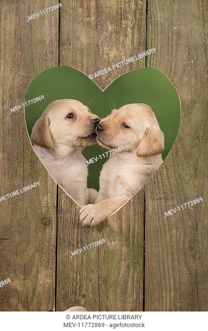 Dog Labrador 8 week old puppies in heart shape