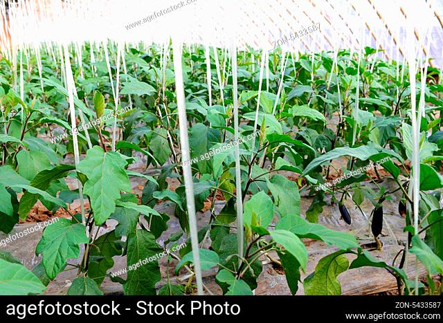 Eggplant growing in a greenhouse