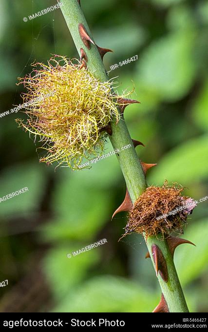 Rose bedeguar gall, Robin's pincushion gall (Diplolepis rosae), moss gall distortion caused by the gall wasp on dog rose