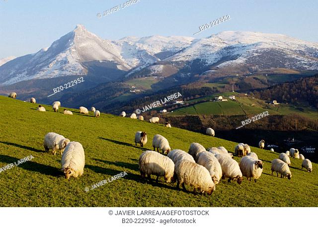 Sheep, Monte Txindoki, Sierra de Aralar, Zaldibia, Guipúzcoa, Spain