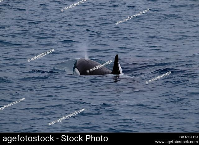 Whale watching tour, whale watching tour, killer whale (Orcinus orca), orca, killer whale, blow and dorsal fin, Ólafsvík, Snæfellsnes, Snäfellsnes peninsula