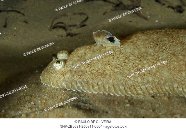 Sand sole, Pegusa lascaris. Lateral view, head detail. Composite image. Portugal