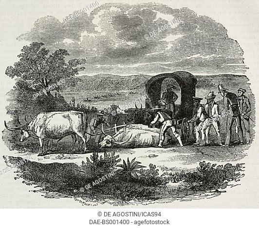 A carriage drawn by oxen along the banks of the Vaal River, South Africa, illustration from Teatro universale, Raccolta enciclopedica e scenografica, No 354