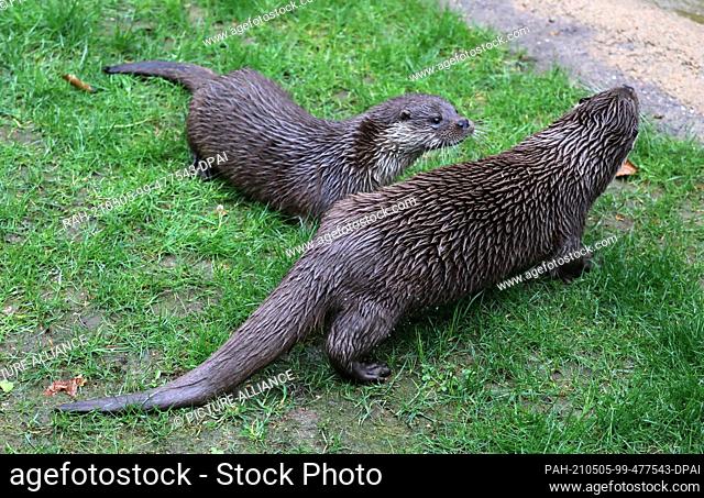 05 May 2021, Mecklenburg-Western Pomerania, Rostock: At the inauguration of the new otter facility, the two animals are on the move in the enclosure