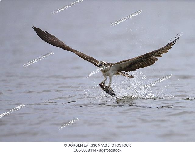 Osprey fishing. Lake Malaren, Sodermanland, Sweden