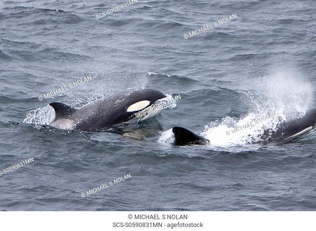 A small pod of 6 killer whales Orcinus orca near Cape Horn, South America at 56ø 00 1S 67ø 02 7W MORE INFO Killer whales are found in all oceans and most seas