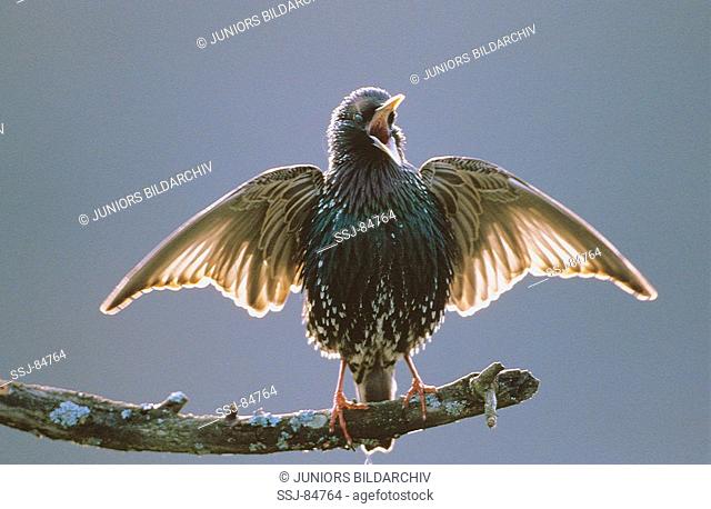 European starling singing / Sturnus vulgaris
