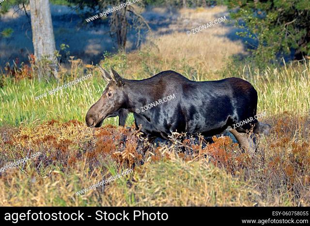 A female moose is walking in tall grass at Turnbull Wildlife Refuge in Cheney, Washington