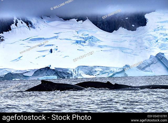 Two Humback Baleen Whales Chasing Krill Blue Iceberg Floating Sea Water Charlotte Bay Antarctic Peninsula Antarctica. Baleen Whale