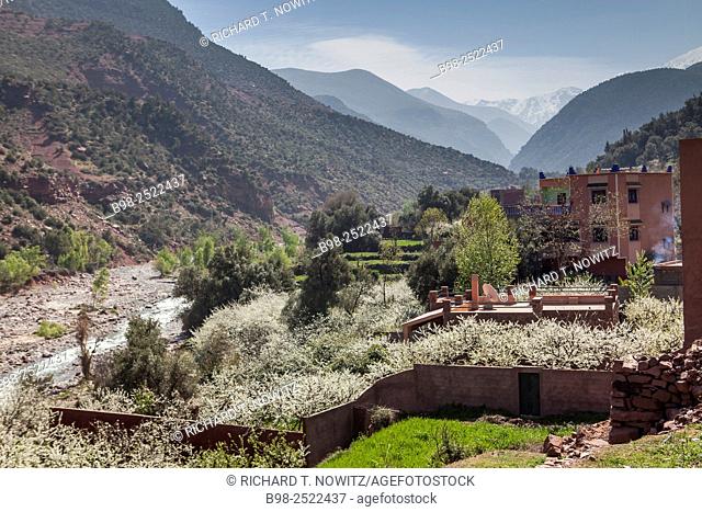 Almond trees in bloom in Ourika Valley, Atlas Mountains, Morocco