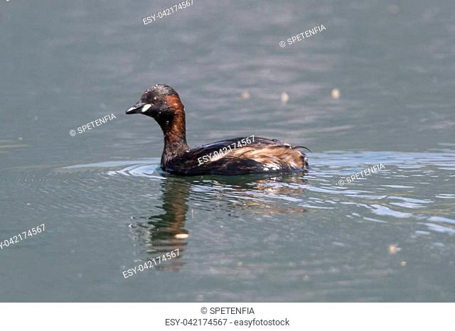 tachybaptus ruficollis duck on lake