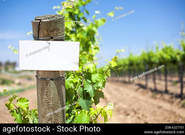 Grape Wine Vineyard with Wooden Post Holding Blank Sign Ready for Your Own Text