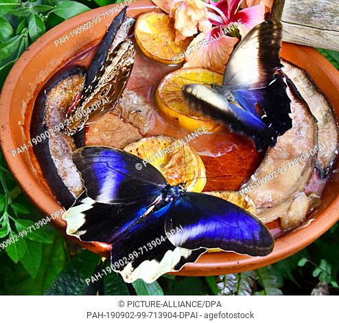 14 August 2019, Saxony-Anhalt, Wittenberg: Blue butterflies (Morpho peleides) and banana butterflies (Caligio) suck in a bowl of fermenting bananas and oranges...