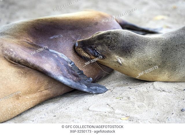 Säugendes Jungtier, Galapagos Seelöwe (Zalophus wollebaeki), Familie der Ohrenrobben (Otariidae) endemische Art in Galapagos, Insel Isabela, Galapagos Inseln