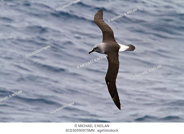 Adult Grey-headed Albatross, Thalassarche chrysostoma on the wing in the Drake Passage between South America and the Antarctic Peninsula