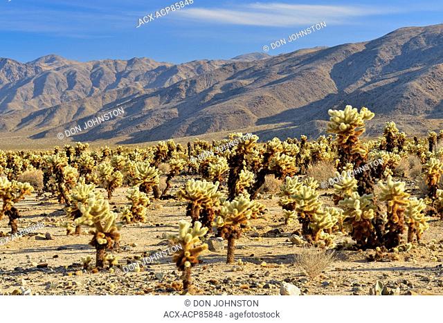 Cholla cacti at the Cholla Garden, Joshua Tree National Park, California, USA