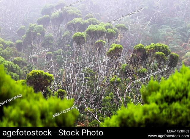 Tree heath, Erica arborea, enchanted mystical cloud forest, Montanha do Pico, Pico, Azores, Portugal