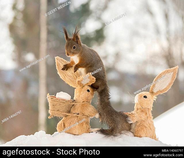 close up of red squirrel beneath a umbrella with eggs with basket and broken eggs, snow and chair