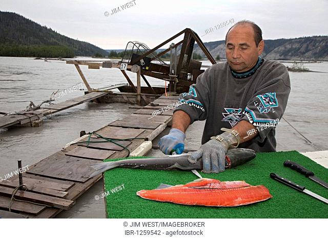 Mike Winter fillets a red salmon caught at his fish wheel on the Copper River; use of fish wheels in Alaska is restricted to subsistence fishing, Chitina