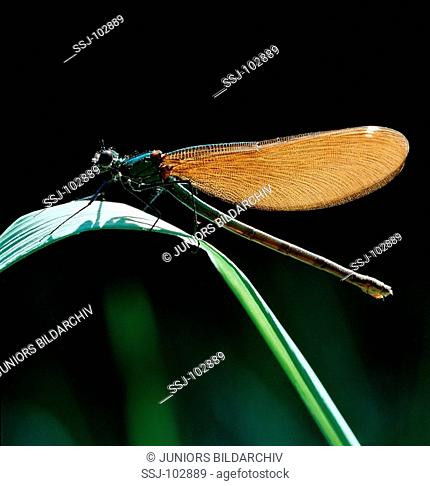 Bluewing / demoiselle agrion / Calopteryx virgo
