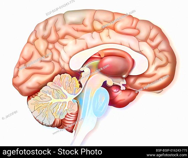 Median sagittal section of the brain with cingulate gyrus, tonsil, hypothalamus
