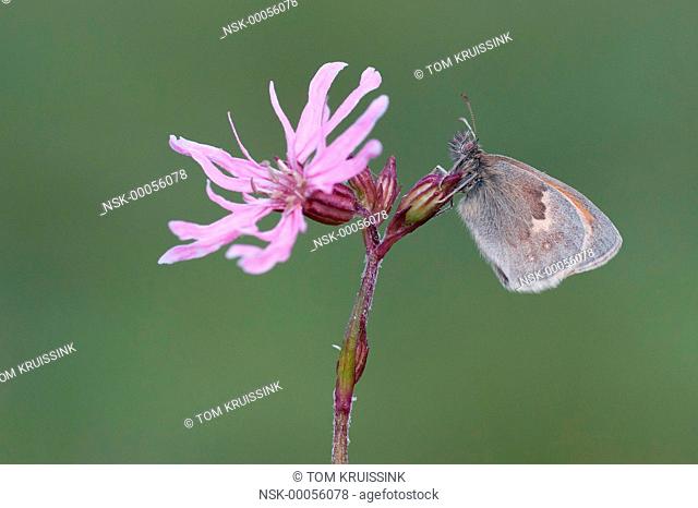 Small heath (Coenonympha pamphilus) on Cuckoo-flower (Cardamine pratensis), the Netherlands, Overijssel, Wierden