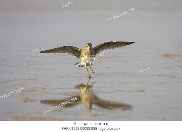 Short-billed Dowitcher Limnodromus griseus adult, winter plumage, in flight, landing on shore, Fort de Soto, Florida, U S A