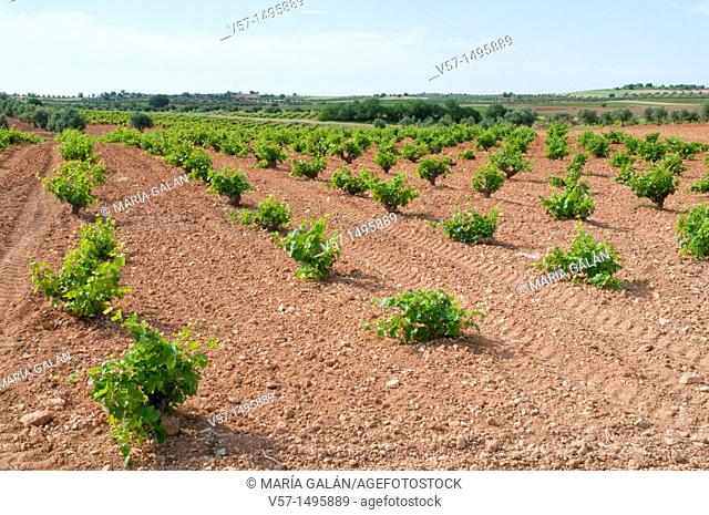 Vineyard. Belmonte de Tajo, Madrid province, Spain