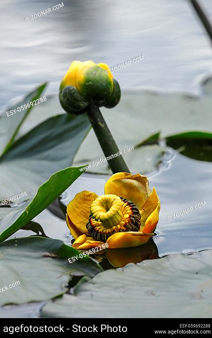A pretty yellow water lily surrounded by lilypads in calm water on Fernan Lake in north Idaho