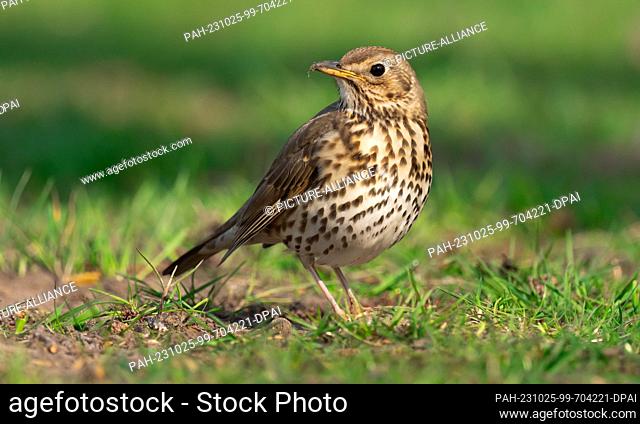 09 April 2023, Lower Saxony, Friesoythe: 09.04.2023, Friesoythe. A song thrush (Turdus philomelos) stands in a meadow. Wolfram Steinberg/dpa Photo: Wolfram...