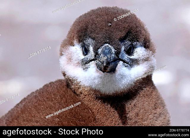 Junger Brillenpinguin, Stony Point, Südafrika, young African penguin, South Africa