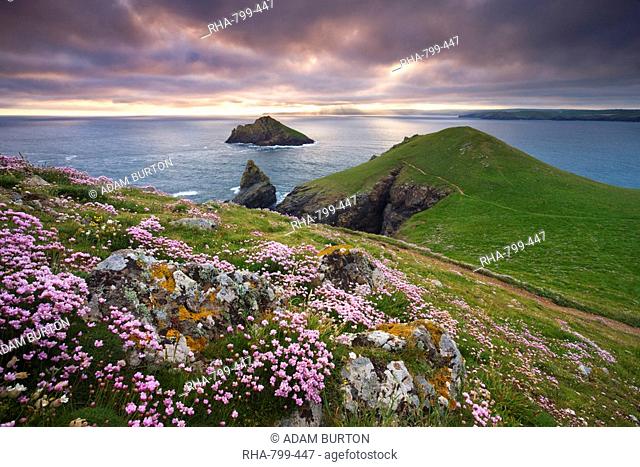 Sea thrift Armeria maritima growing on the Cornish clifftops at The Rumps, looking towards The Mouls, England, United Kingdom, Europe