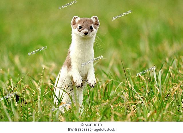 Ermine, Stoat, Short-tailed weasel (Mustela erminea), standing in a green meadow (changing of coat), Germany