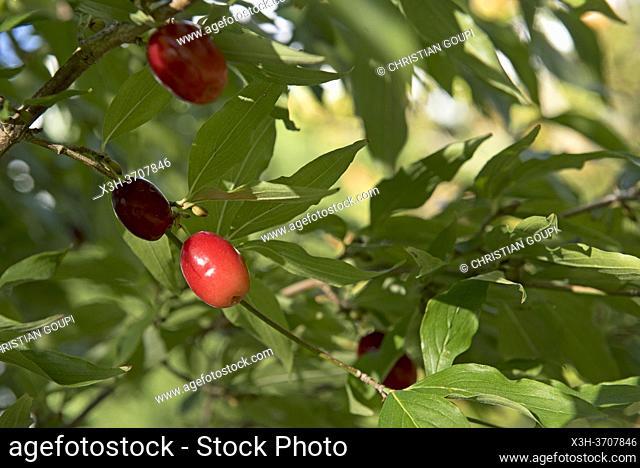 Fruits of Cornelian cherry (Cornus mas), Arboretum of Domaine de Poulaines, Poulaines, Department of Indre, Historic Province of Berry